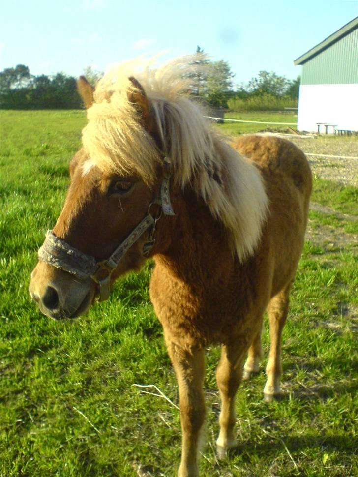 Islænder Bjarmi fra Egebjerg - Sommer 2009 billede 2