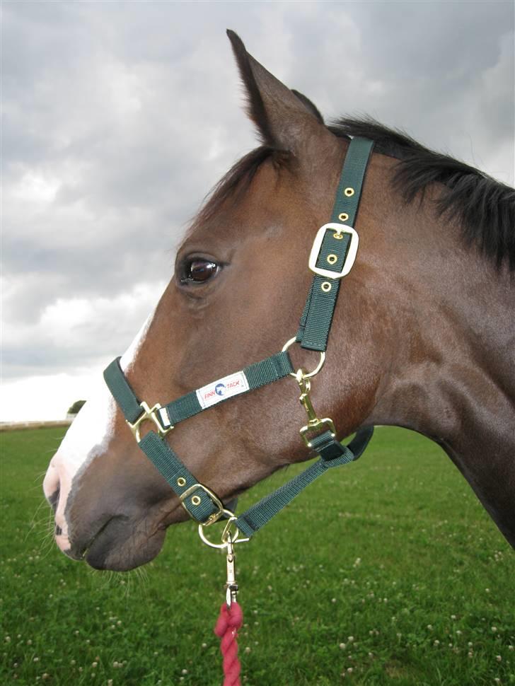 Dansk Varmblod Le´ Quick - Træningslejr på Blue Berry Hill 2008 billede 6