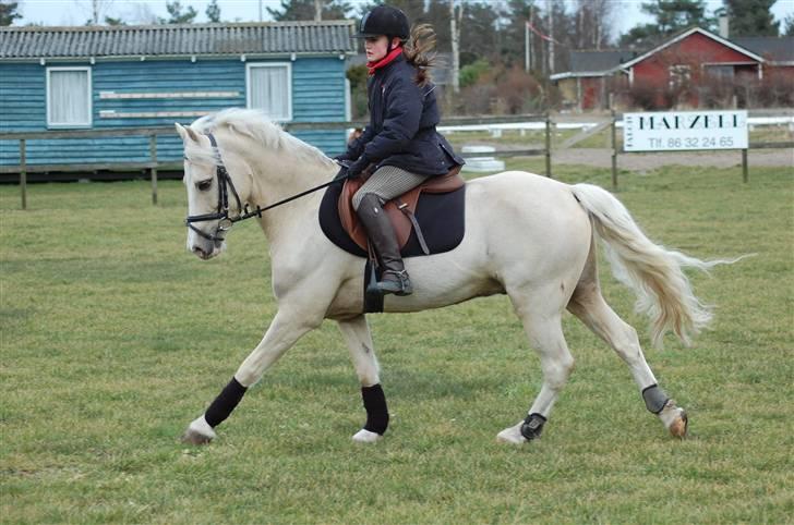 Welsh Pony (sec B) Rosengårdens Nathowra - Goldfinger og jeg rider dressur <3 :) Foto: Line Hald billede 11