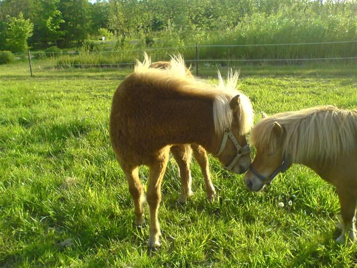 Islænder Bjarmi fra Egebjerg - Hilser lige på Mathilde billede 3