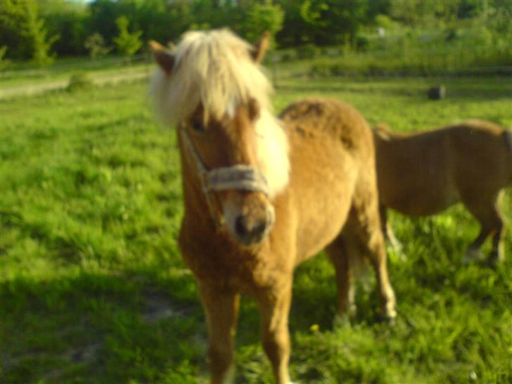 Islænder Bjarmi fra Egebjerg - sommer 2009 billede 4