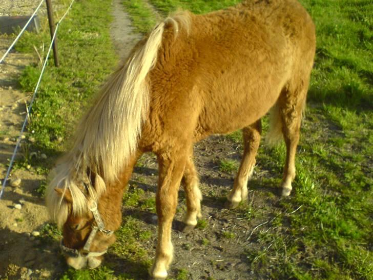 Islænder Bjarmi fra Egebjerg - Sommer 2009 billede 5