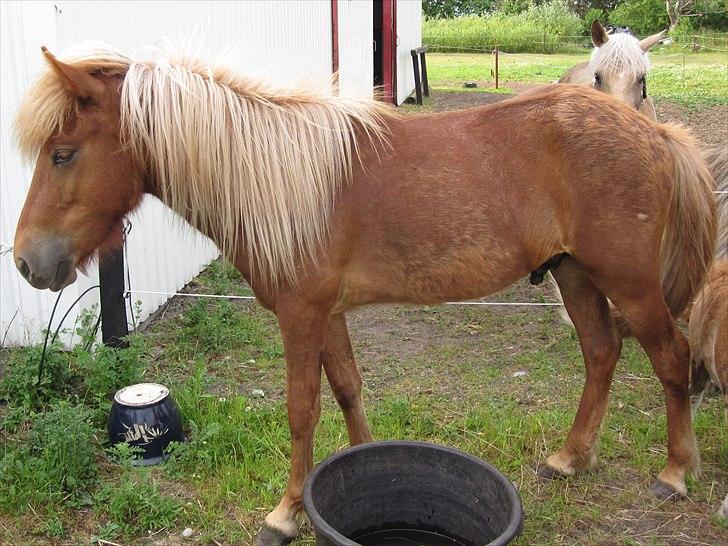 Islænder Bjarmi fra Egebjerg - Bjarmi sommer 2010 billede 6