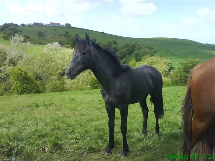 Anden særlig race Stald Magnas Momo Zon - Er han ikk flot <3 billede 7