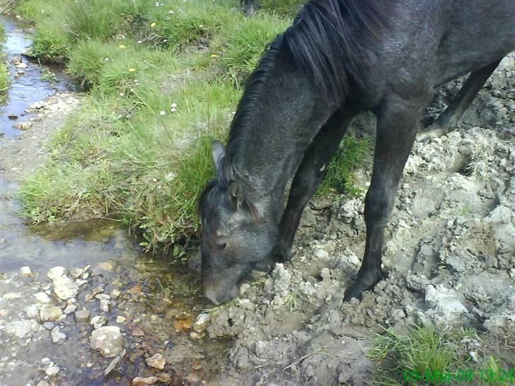 Anden særlig race Stald Magnas Momo Zon - Er lige nede ved åen billede 8