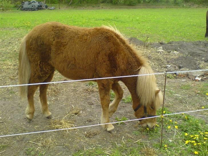 Islænder Bjarmi fra Egebjerg - Bjarmi sommer 2009 billede 7