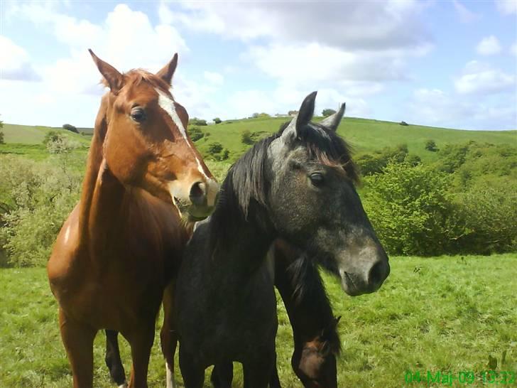 Anden særlig race Stald Magnas Momo Zon - Quatermain og Momo billede 9