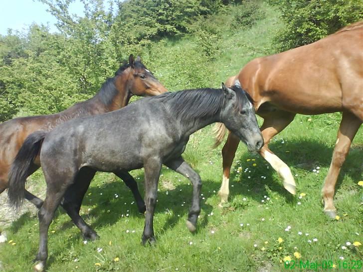 Anden særlig race Stald Magnas Momo Zon - Er han ikk smuk billede 10