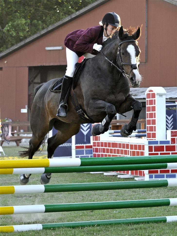 Dansk Varmblod Le´ Quick - Solrød Hestival 2008 billede 8