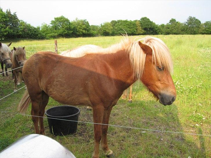 Islænder Bjarmi fra Egebjerg - Bjarmi sommer 2010 billede 8
