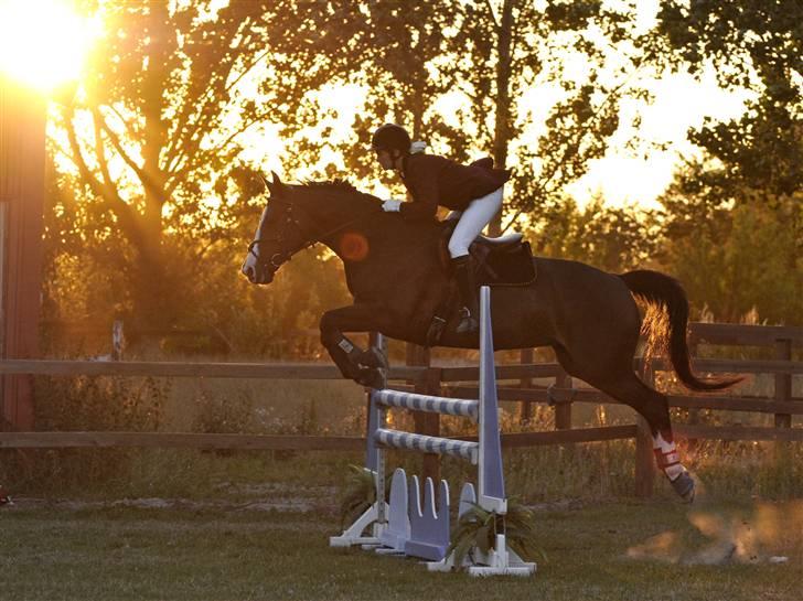 Dansk Varmblod Le´ Quick - Solrød Hestival 2008 billede 9