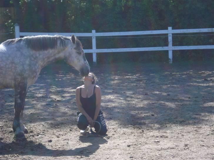 Lipizzaner Louis Vuitton (solgt) billede 20