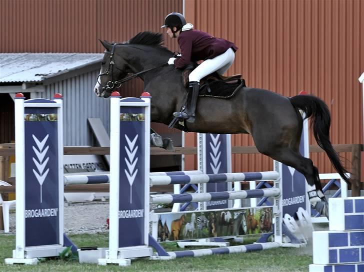 Dansk Varmblod Le´ Quick - Solrød Hestival 2008 billede 10