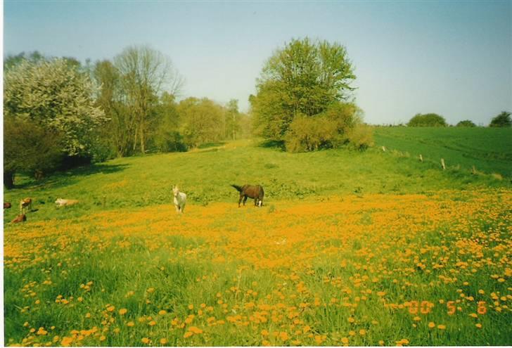 Anden særlig race Fury *aflivet 28/12 2015* <3<3 billede 6