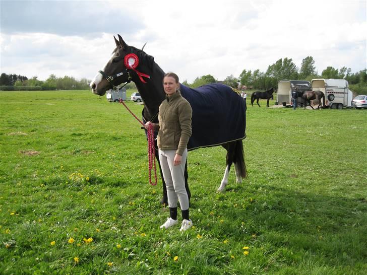 Dansk Varmblod Le´ Quick billede 13