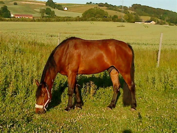 Polsk Varmblod Bajor - yndlinghest. - Bajor i aftensolen (sommer 2010) :-) billede 4