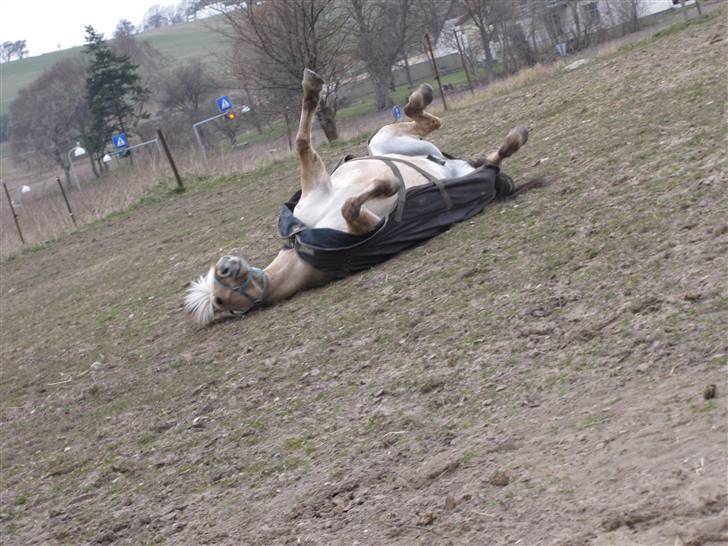 Fjordhest Pilgaard's josefine billede 20