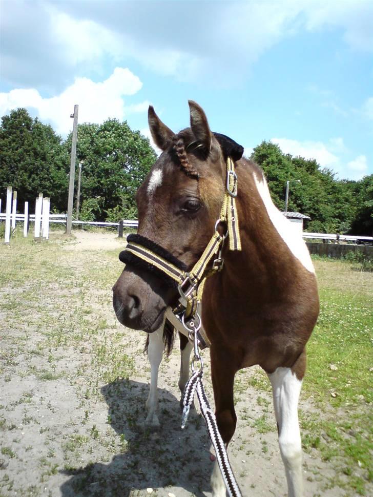 Anden særlig race Safira <3 SOLGT! :-( - Min nye skønne hoppe Safira <3 billede 1