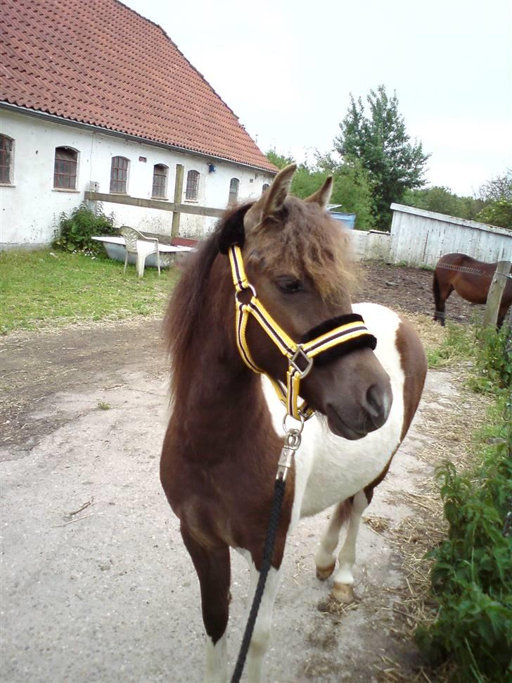Anden særlig race Safira <3 SOLGT! :-( billede 3