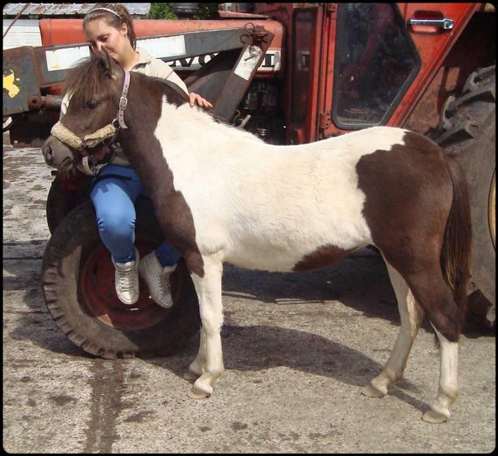 Anden særlig race Safira <3 SOLGT! :-( billede 5