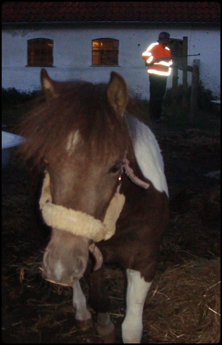 Anden særlig race Safira <3 SOLGT! :-( billede 7