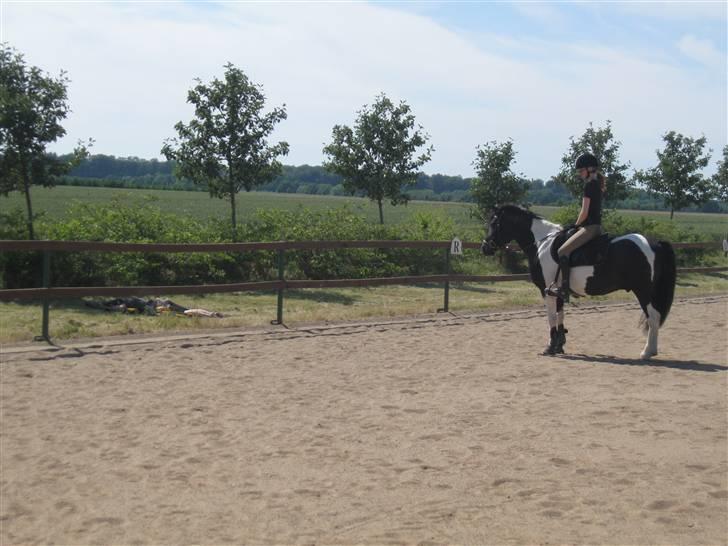 Pinto Fast Spirit -Solgt- - Hvad er dog det der ligger i græsset?????? billede 18