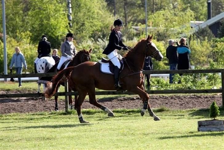 Dansk Varmblod Arnice Z - Nice og jeg i vores rette element, nemlig på springbanen. billede 8