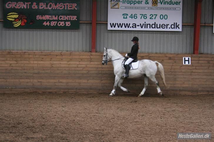 Anden særlig race Super Star / VSR / part - Stævne 17-5-09 (foto: louise) Tak<3 billede 15