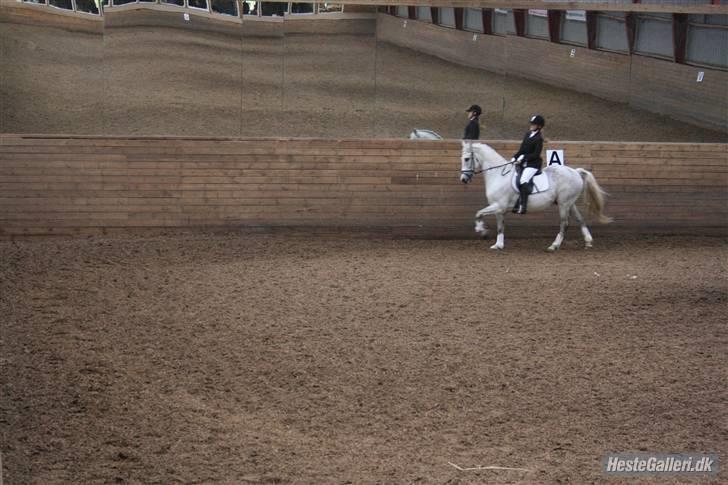 Anden særlig race Super Star / VSR / part - Stævne 17-5-09 (foto: louise) Tak<3 billede 16