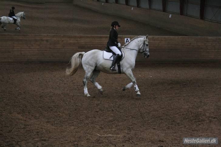 Anden særlig race Super Star / VSR / part - Stævne 17-5-09 (foto: louise) Tak<3 billede 18