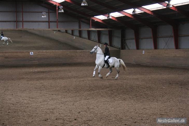 Anden særlig race Super Star / VSR / part - han var meget hidsig- Stævne 17-5-09 (foto: louise) Tak<3 billede 20