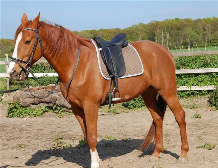 Traver Junker billede 16