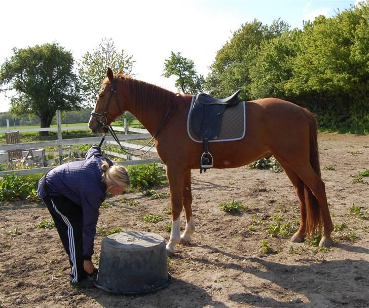 Traver Junker billede 17