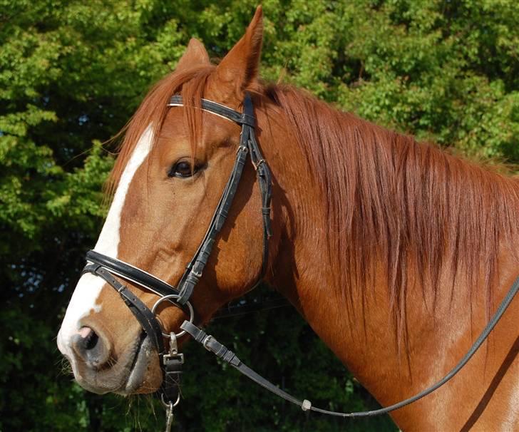 Traver Junker billede 18