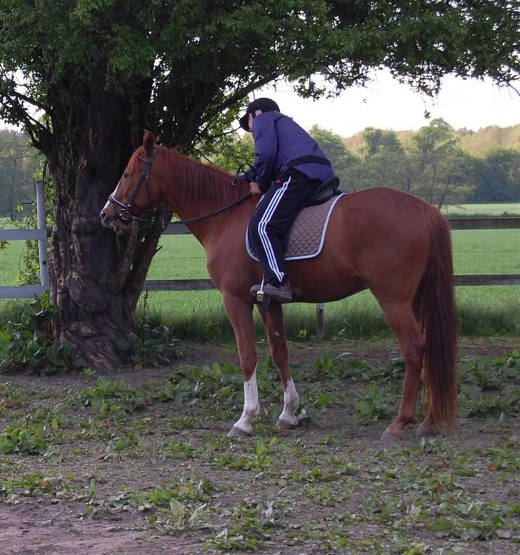 Traver Junker billede 20