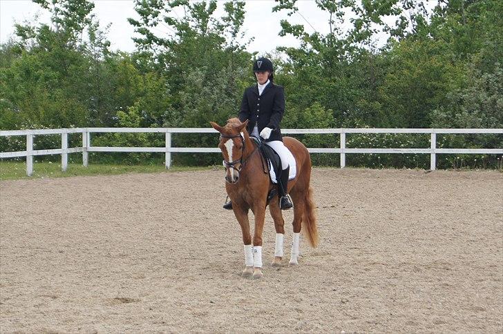 Anden særlig race Ning - Hjallerup 2011 billede 9