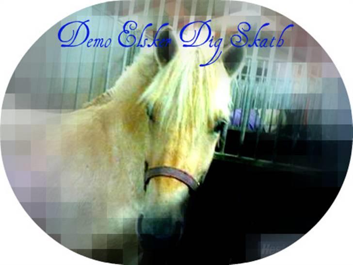 Fjordhest Demo (Glibings Demo) *solgt* - hans nye hjem i boksen billede 7