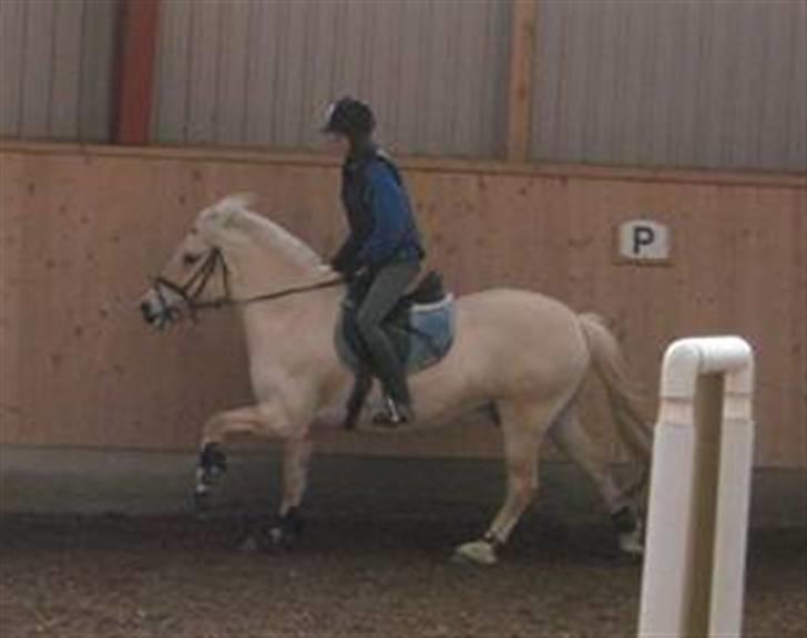 Fjordhest Demo (Glibings Demo) *solgt* - se lige et dejligt knæ løft xD billede 8