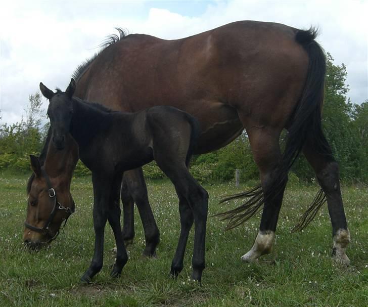 Dansk Varmblod Casil Royal Z - SOLGT. - 1 dag gammel og på fold for første gang billede 6