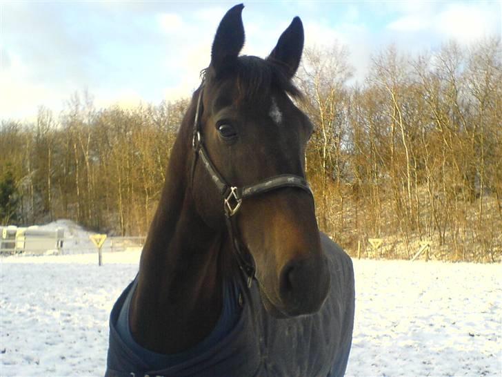 Dansk Varmblod Artemis - hun er så køn en lille hest billede 6