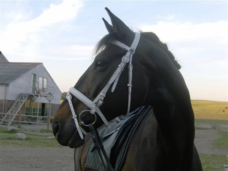 Dansk Varmblod Artemis billede 7