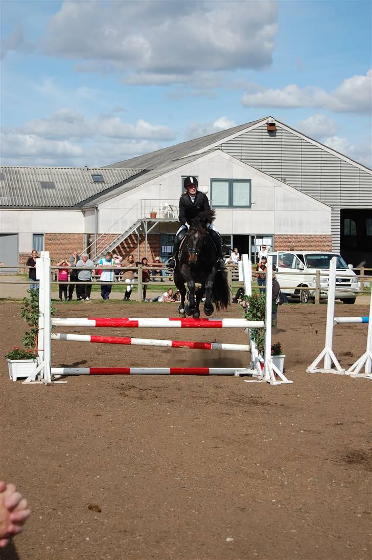 Dansk Varmblod Artemis - kan sagtens springe, når hun gider billede 8