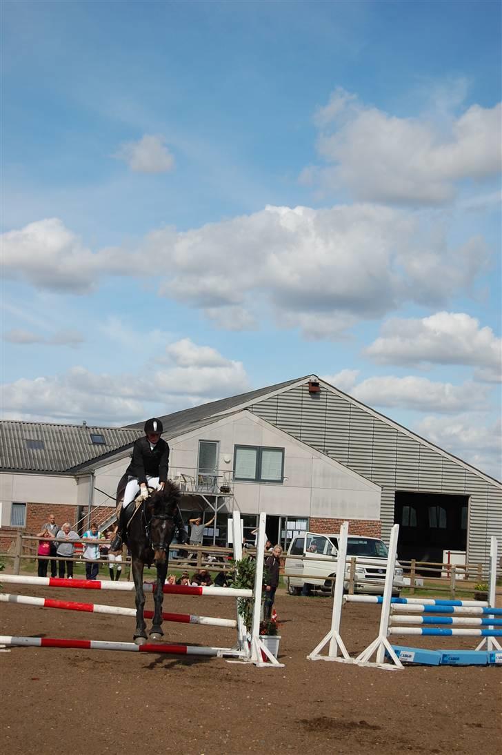 Dansk Varmblod Artemis - det er ikke til at se at springet er 90 cm billede 9