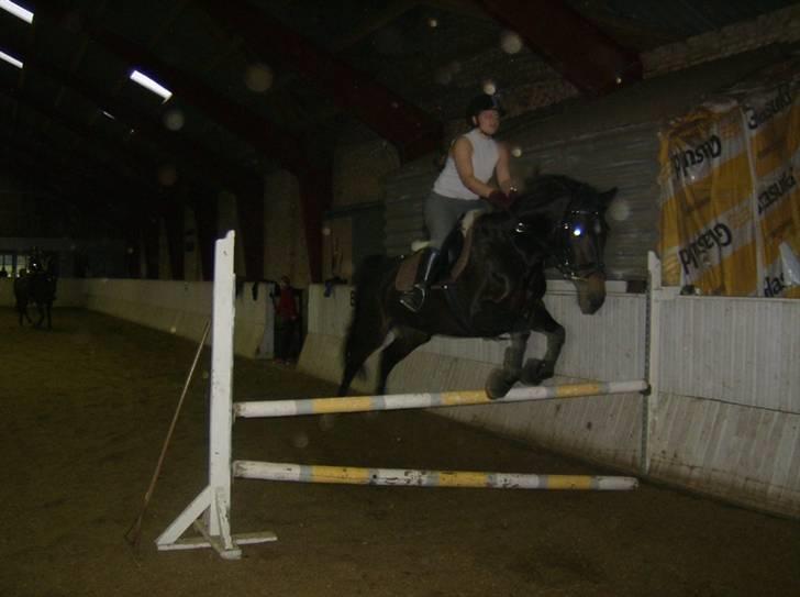 Dansk Varmblod Artemis - også 90 cm billede 10