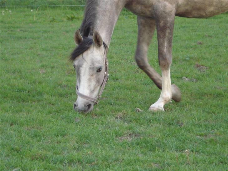 Arabisk fuldblod (OX) Svalegaards Esmakee OX billede 11