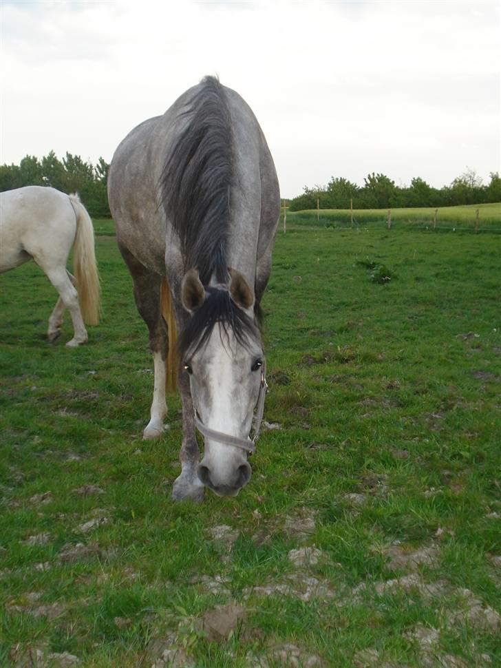 Arabisk fuldblod (OX) Svalegaards Esmakee OX billede 12