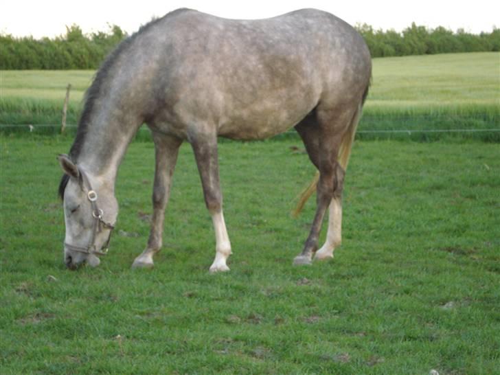 Arabisk fuldblod (OX) Svalegaards Esmakee OX billede 13