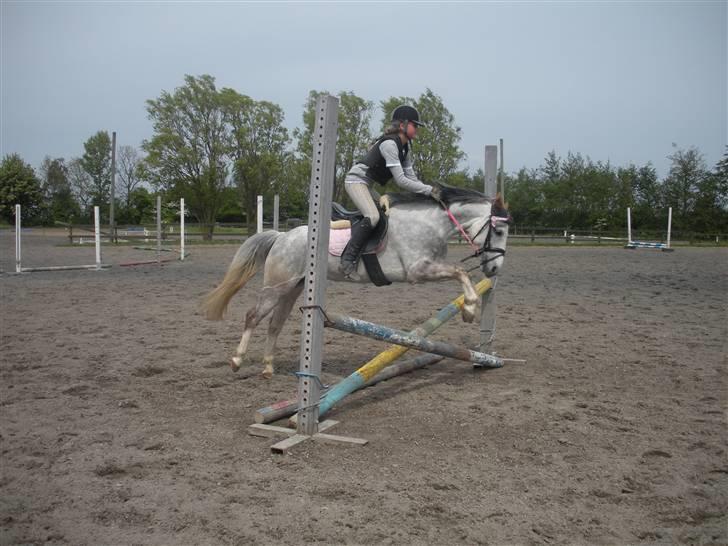 Anden særlig race Honey. SOLGT. <3 billede 6