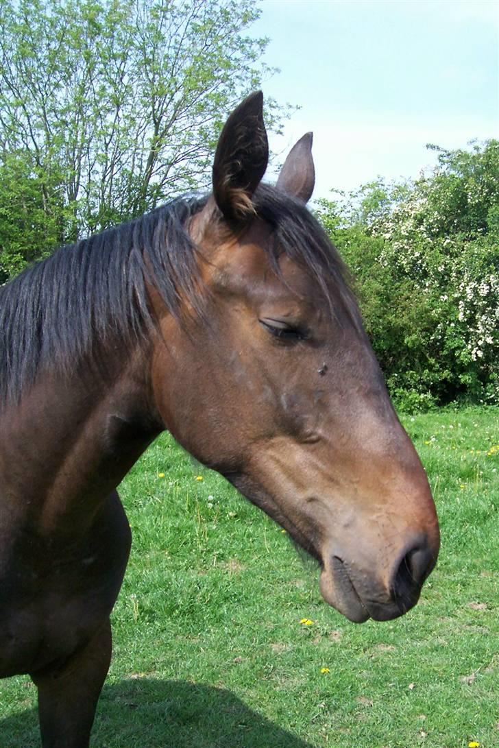 Anden særlig race Solgt-Olesens Django - Django 19. maj 2009 billede 10