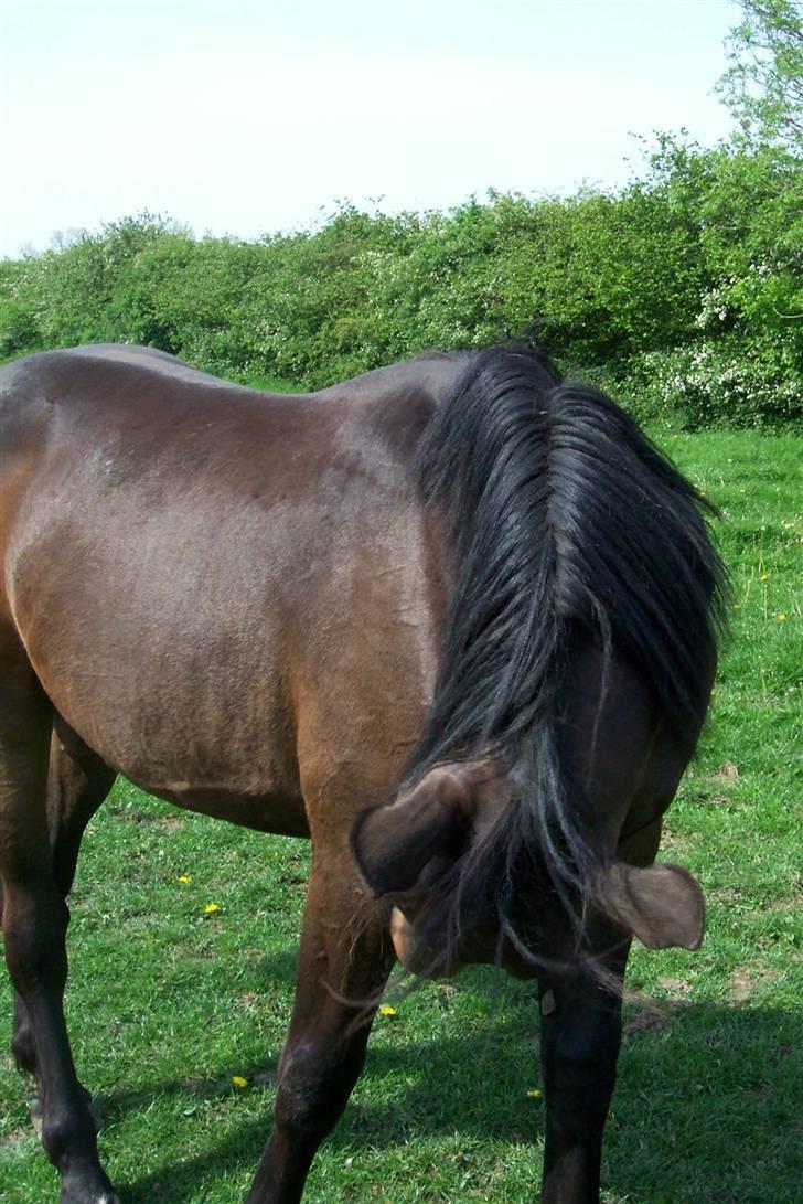 Anden særlig race Solgt-Olesens Django - Vil ikke fotograferes billede 11